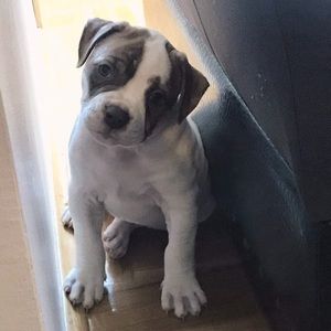 Meet your Posher, Vladan